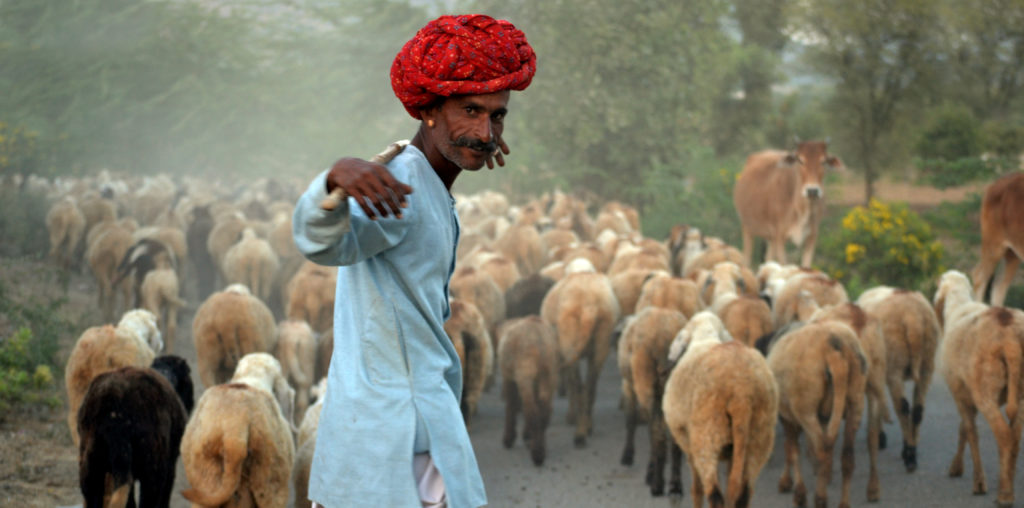 rajasthan shepherd turban